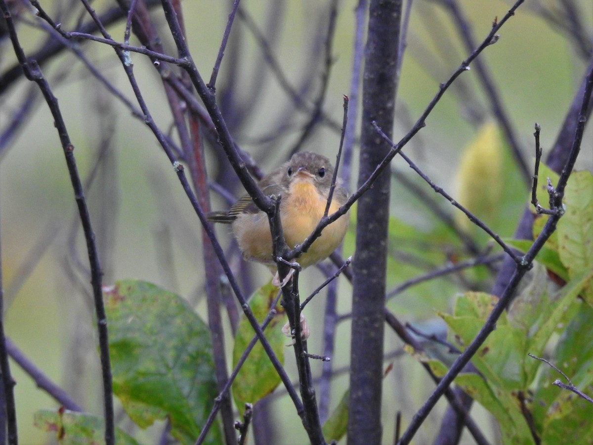 Common Yellowthroat - ML365125451