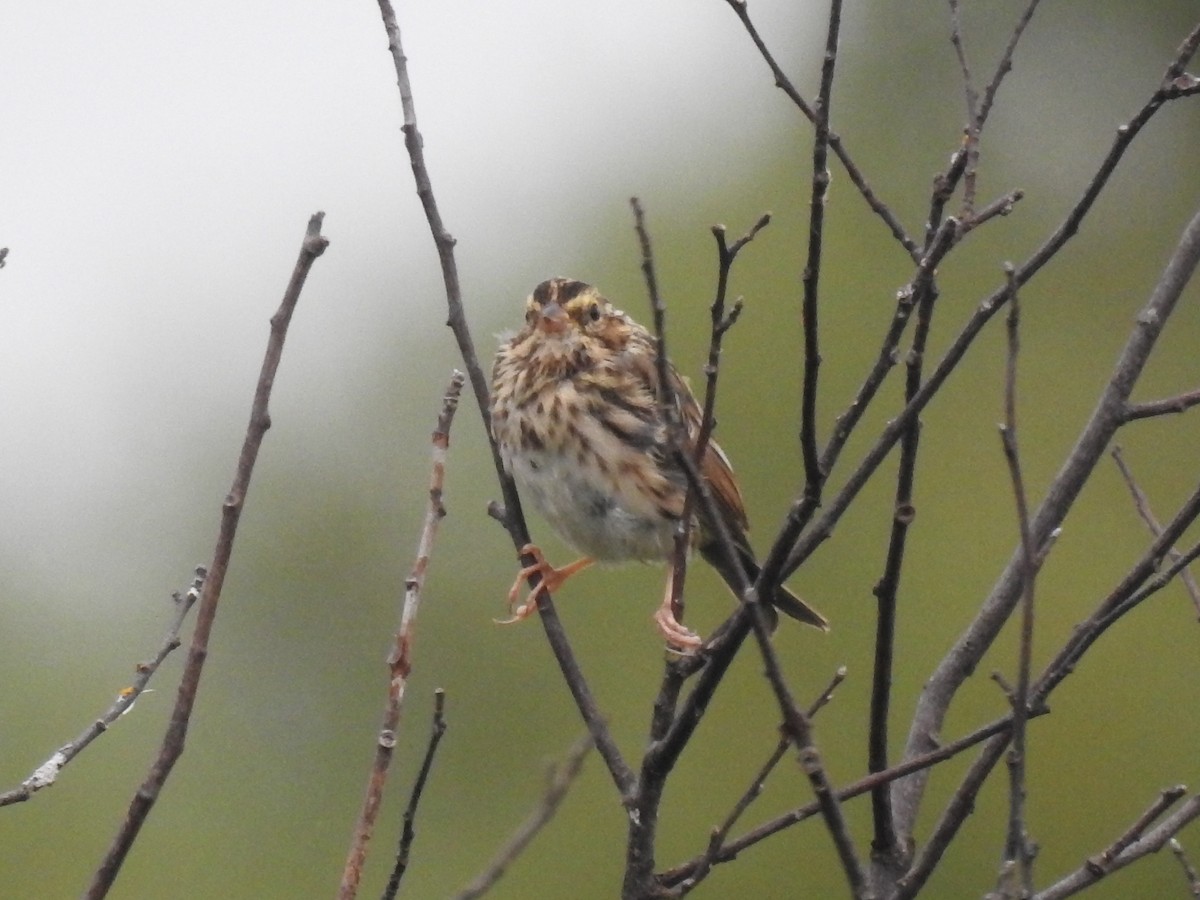 Savannah Sparrow - Amy Lyyski