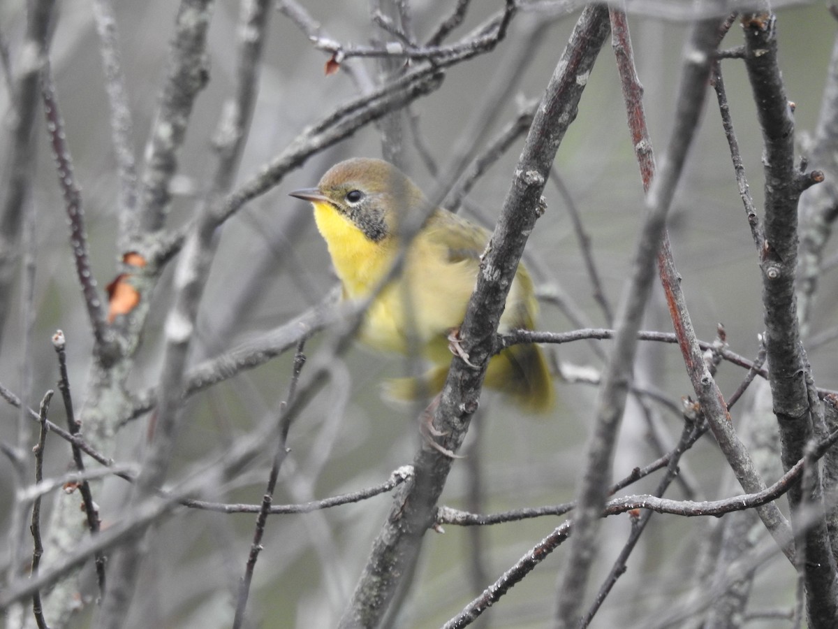 Common Yellowthroat - ML365125641