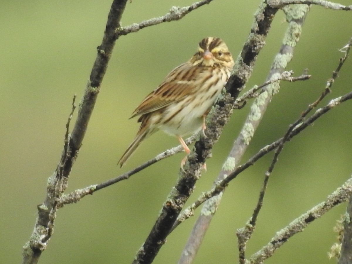 Savannah Sparrow - ML365125761