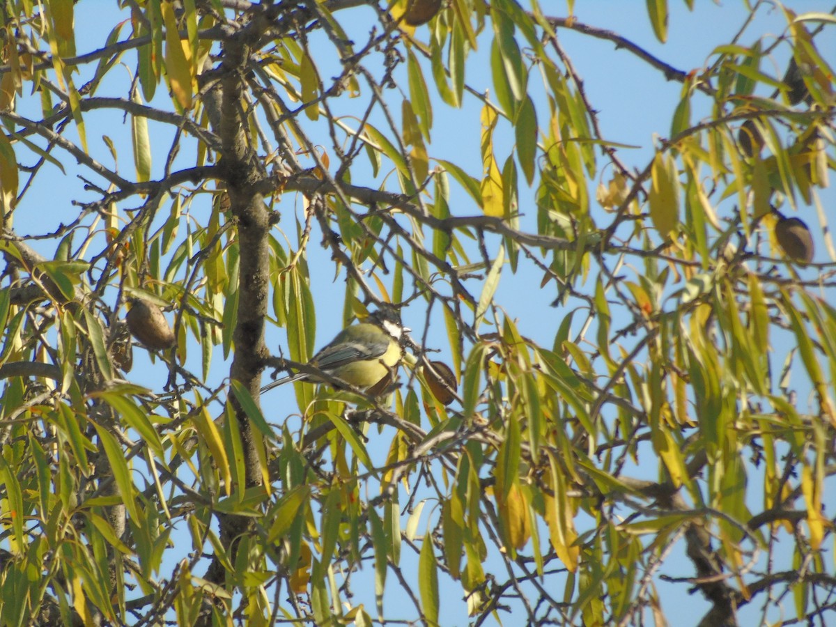 Great Tit - ML365127241