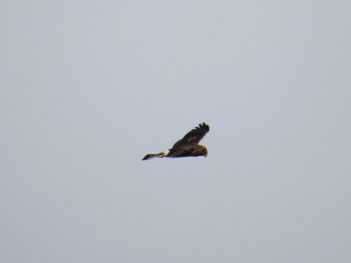 Northern Harrier - ML36512751