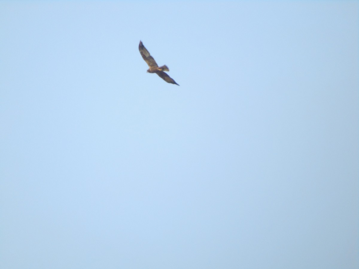 Western Marsh Harrier - ML365128951