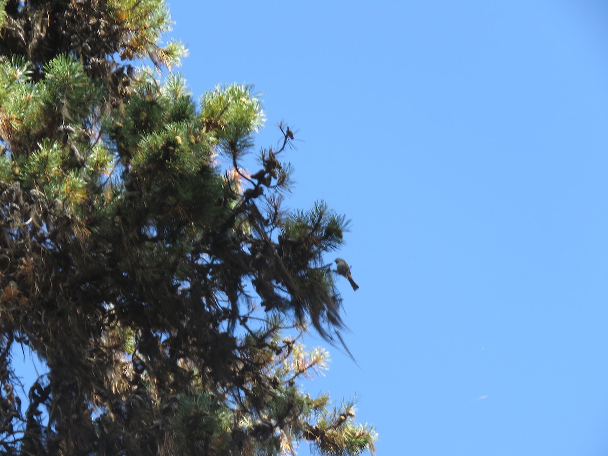 Boreal Chickadee - ML365129001