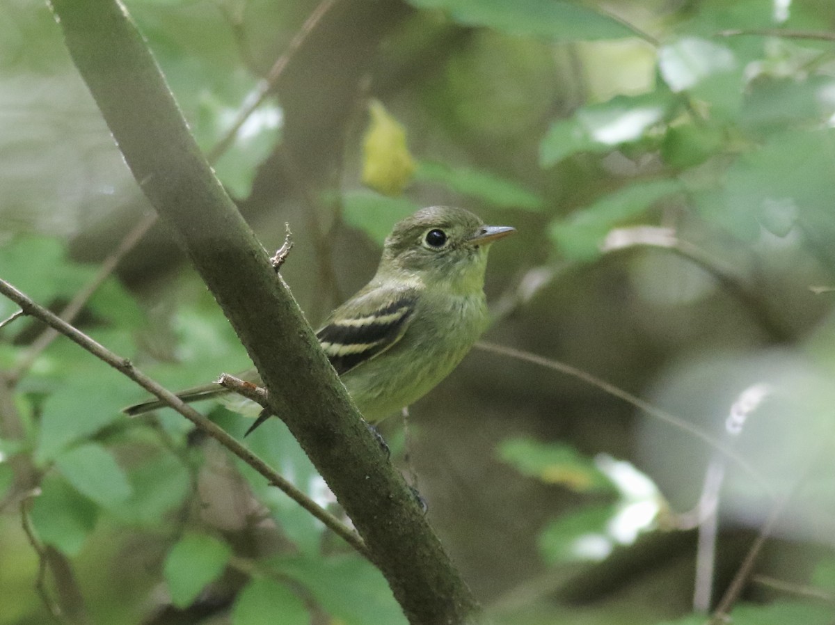 Yellow-bellied Flycatcher - ML365131271