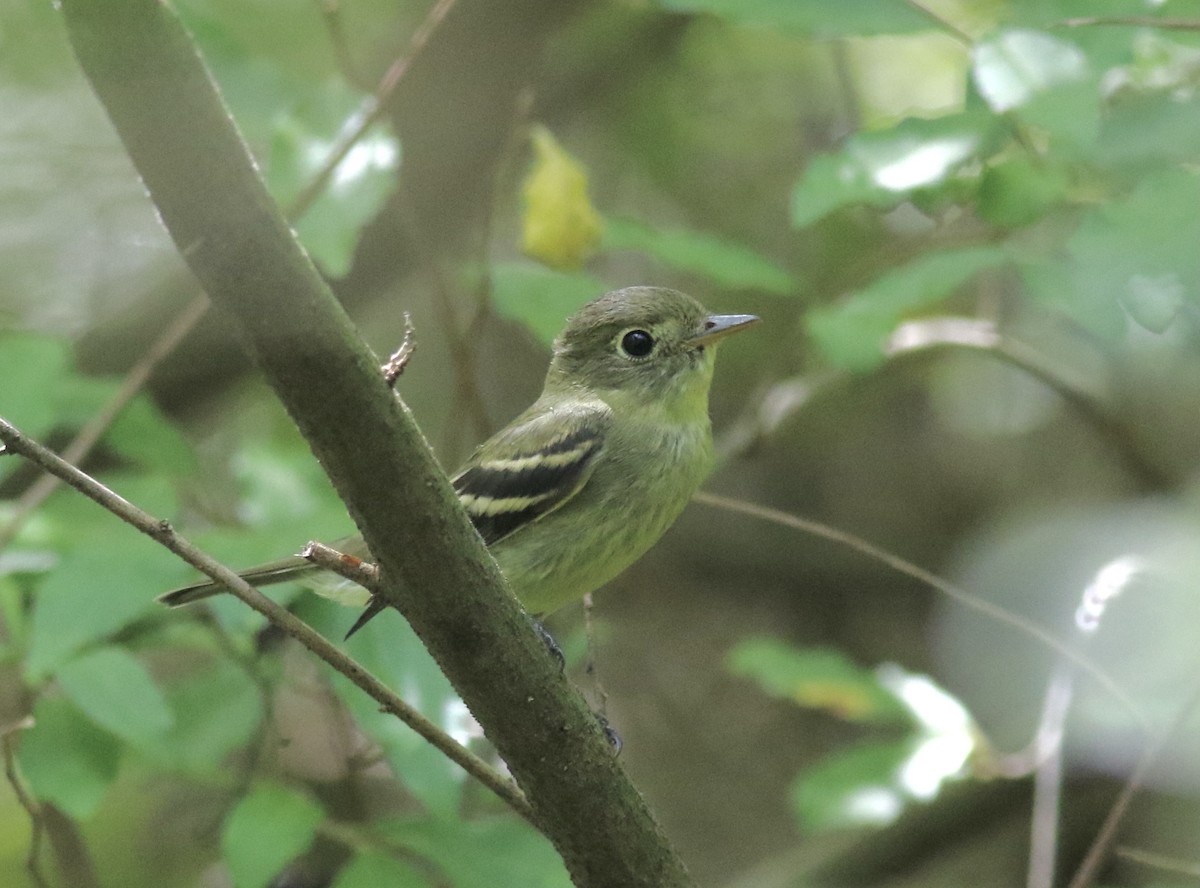 Yellow-bellied Flycatcher - ML365131281