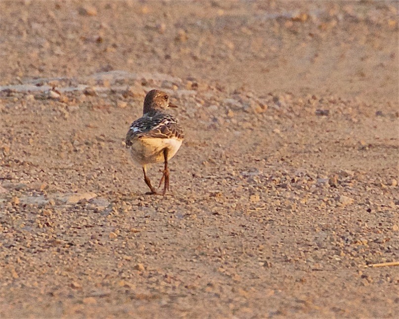 Ruddy Turnstone - ML365131331