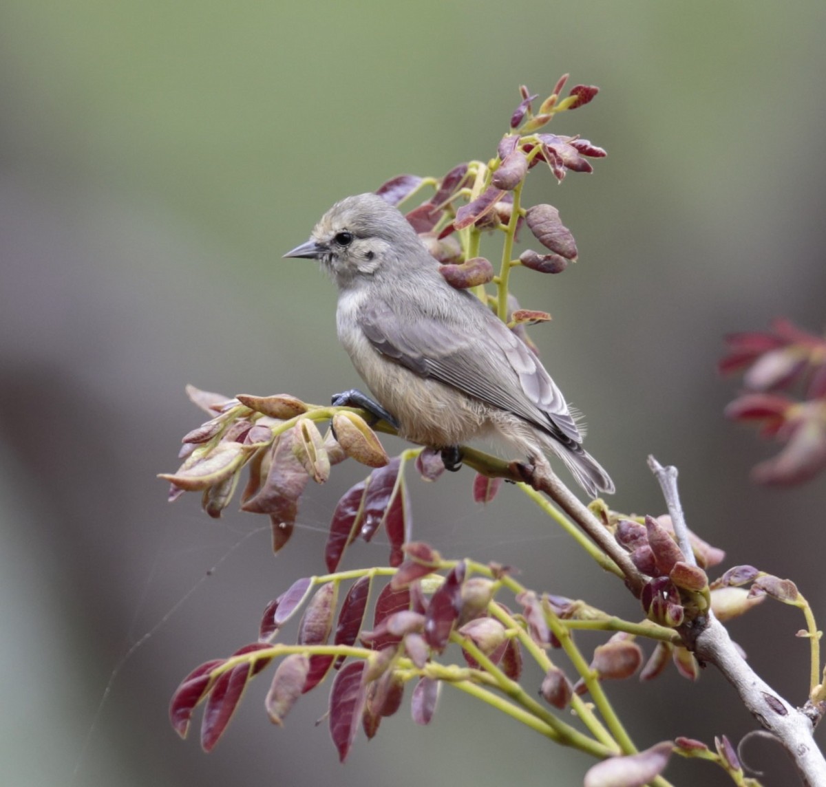 African Penduline-Tit - Amit Bandekar