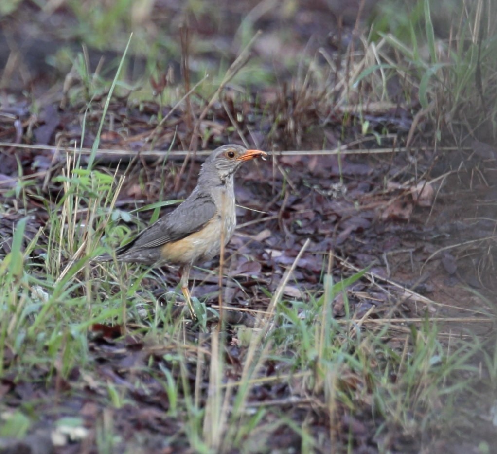 Kurrichane Thrush - Amit Bandekar