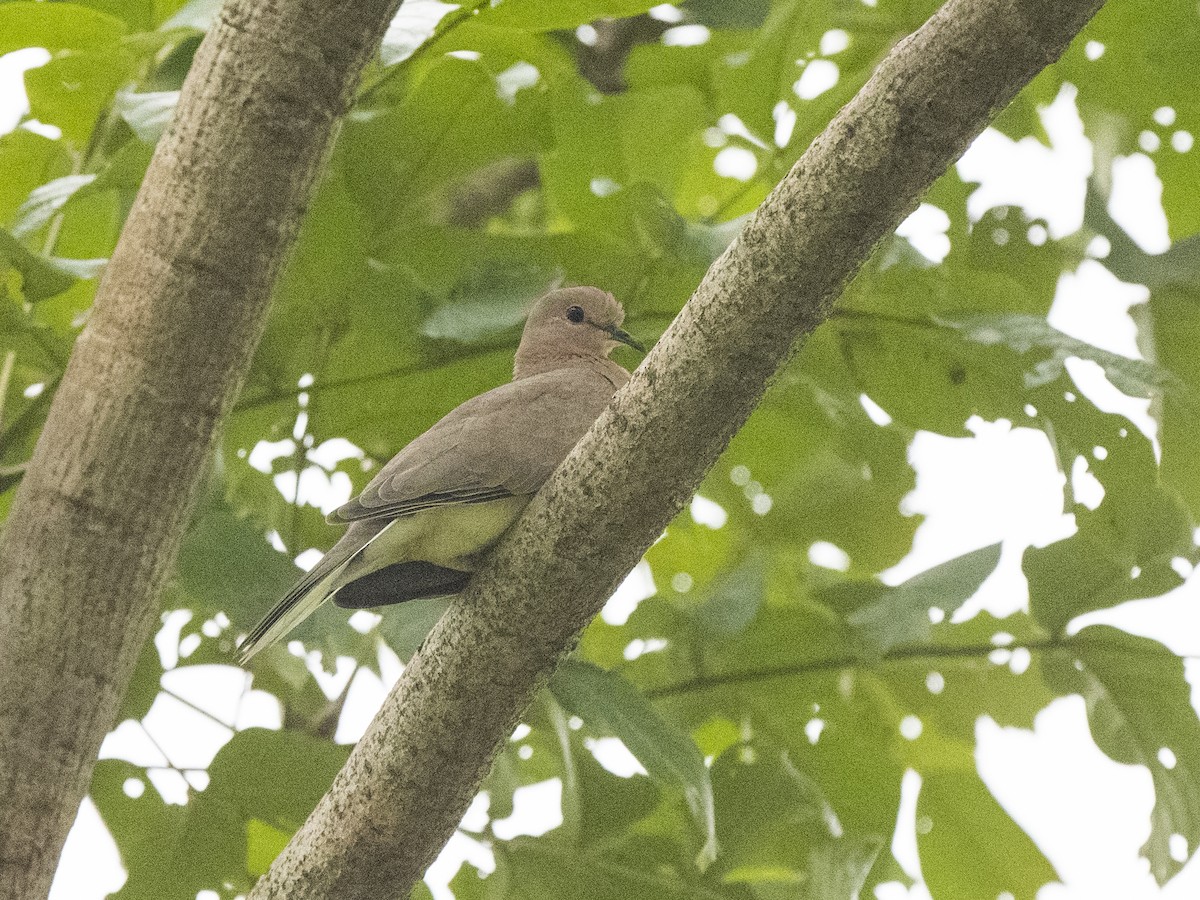 Tórtola Senegalesa - ML365132301