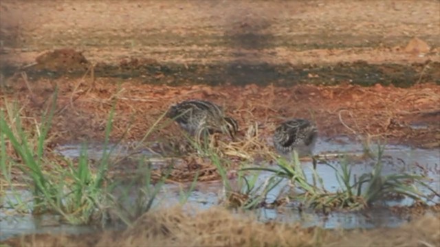 Pin-tailed Snipe - ML365132471