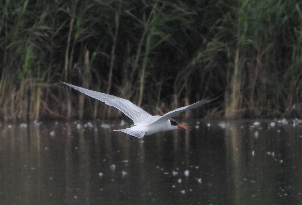 Caspian Tern - ML365133021