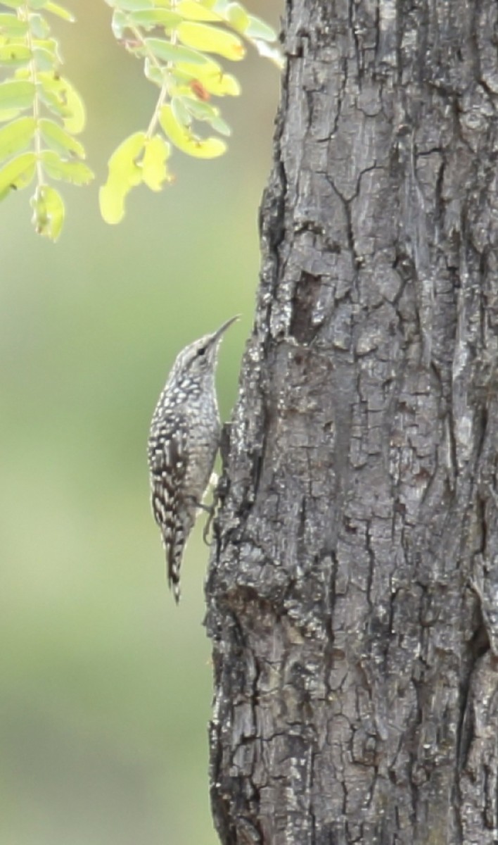 African Spotted Creeper - ML365133581