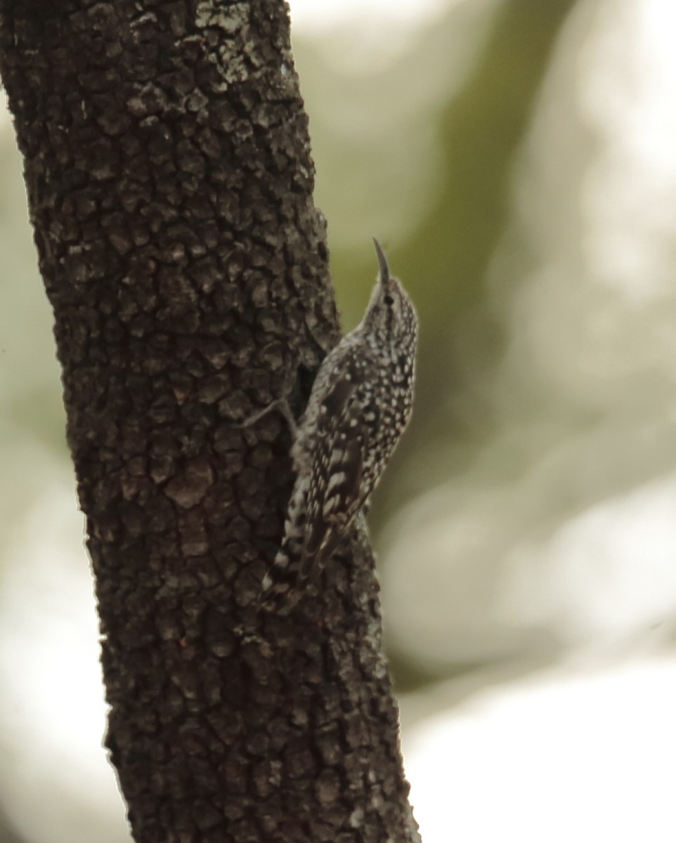 African Spotted Creeper - ML365133601