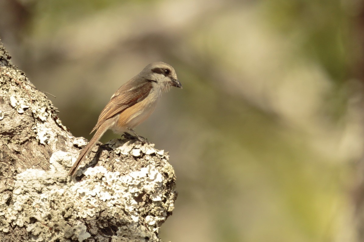 Souza's Shrike - Amit Bandekar