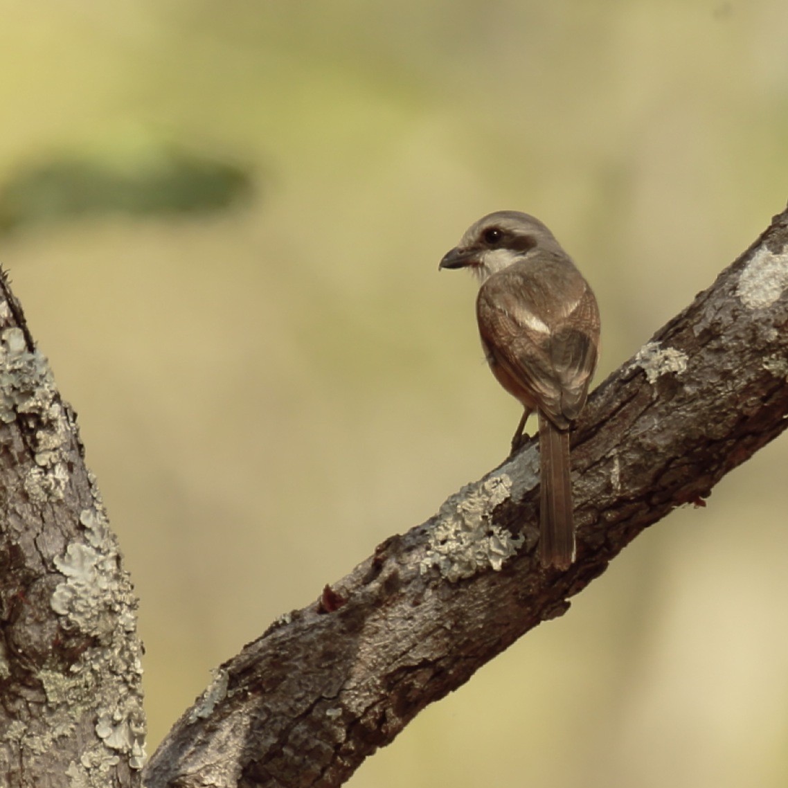 Souza's Shrike - ML365133711