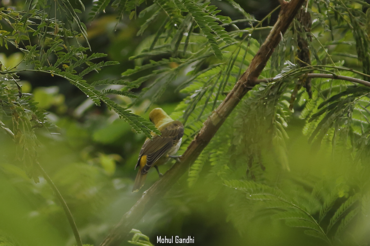 Indian Golden Oriole - Mohul Gandhi