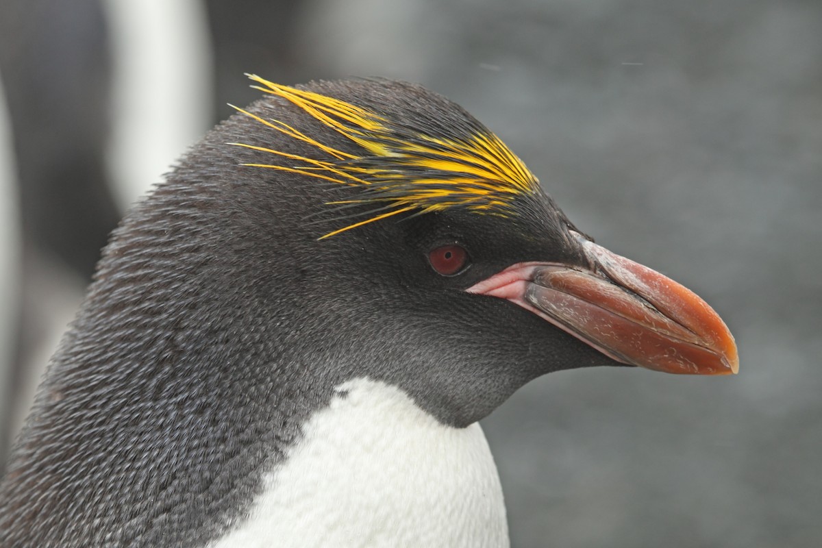 Macaroni Penguin - ML365140281