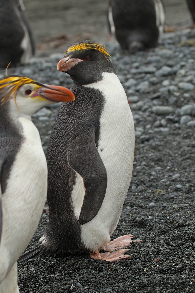 Macaroni Penguin - ML365140291