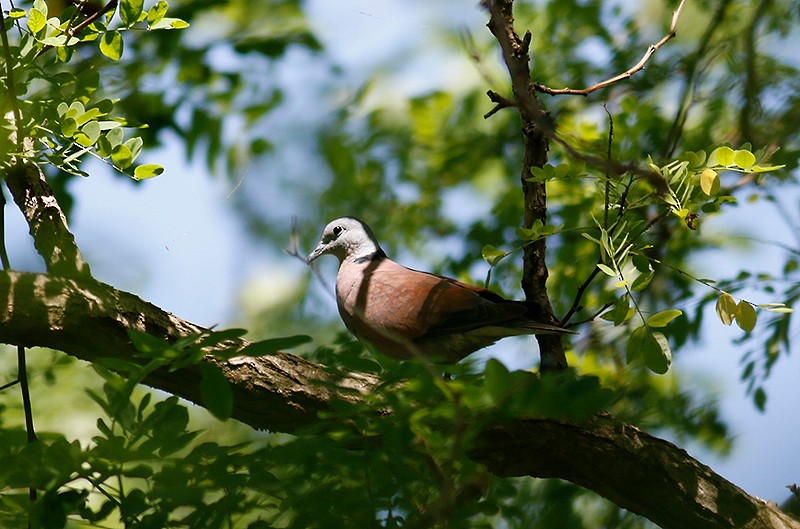 Red Collared-Dove - ML365141341