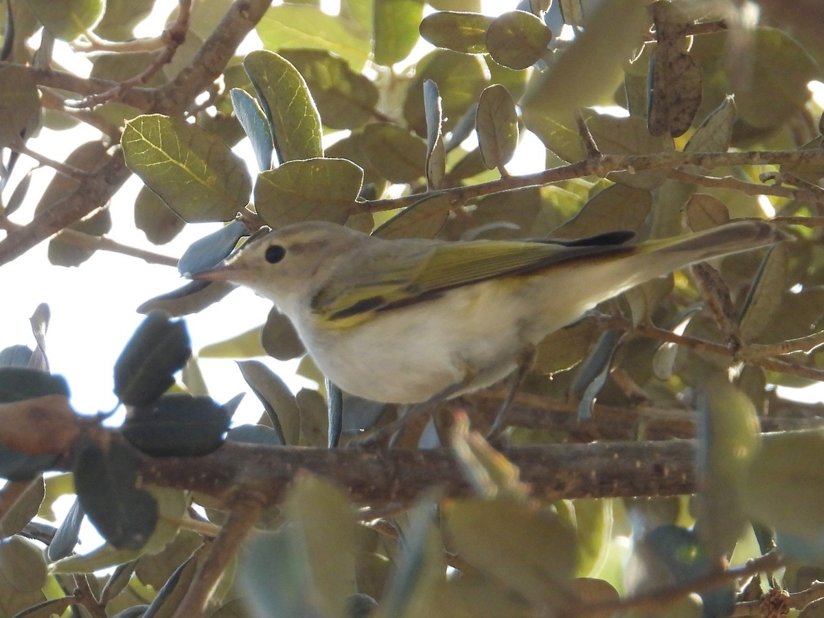 Mosquitero Papialbo - ML365141531