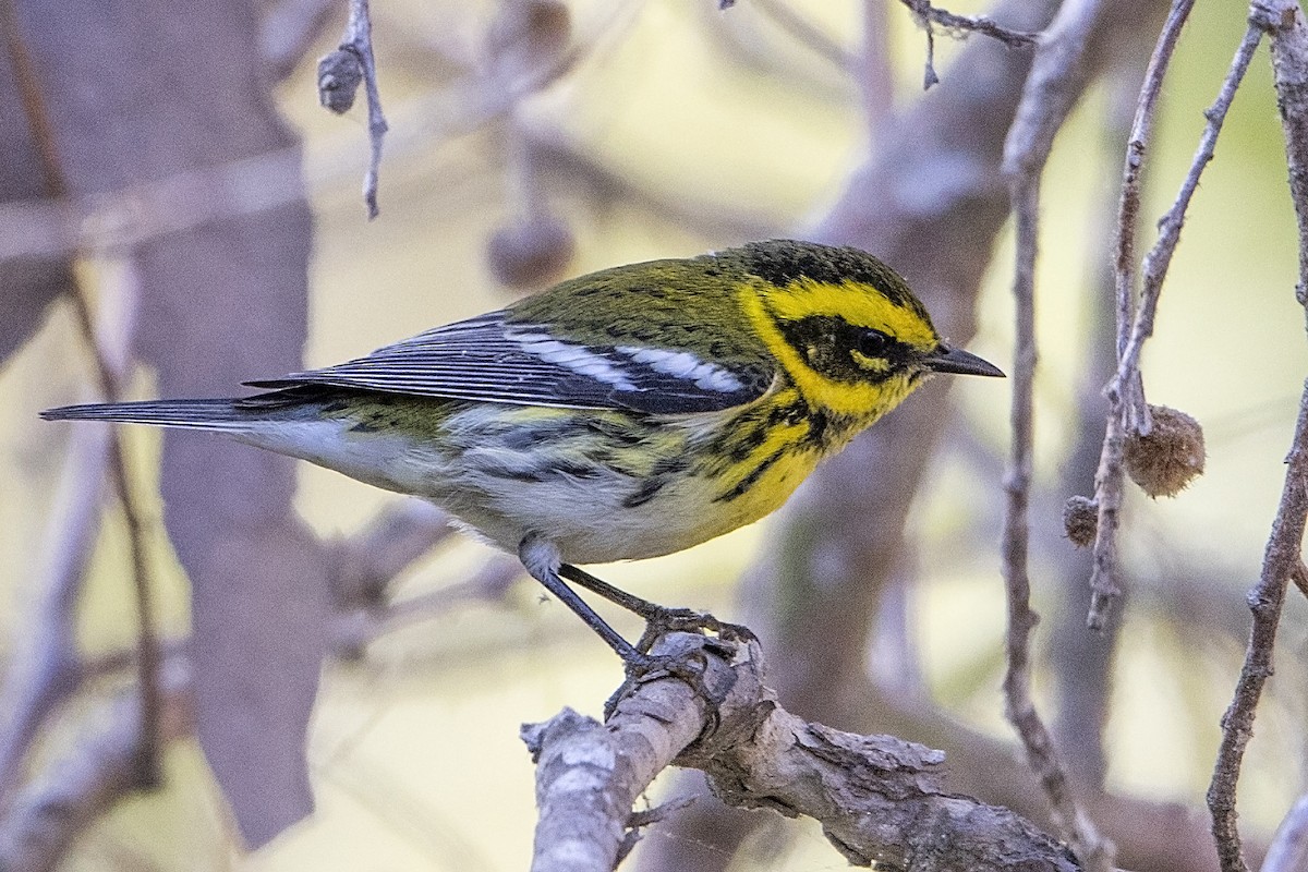 Townsend's Warbler - ML36514181