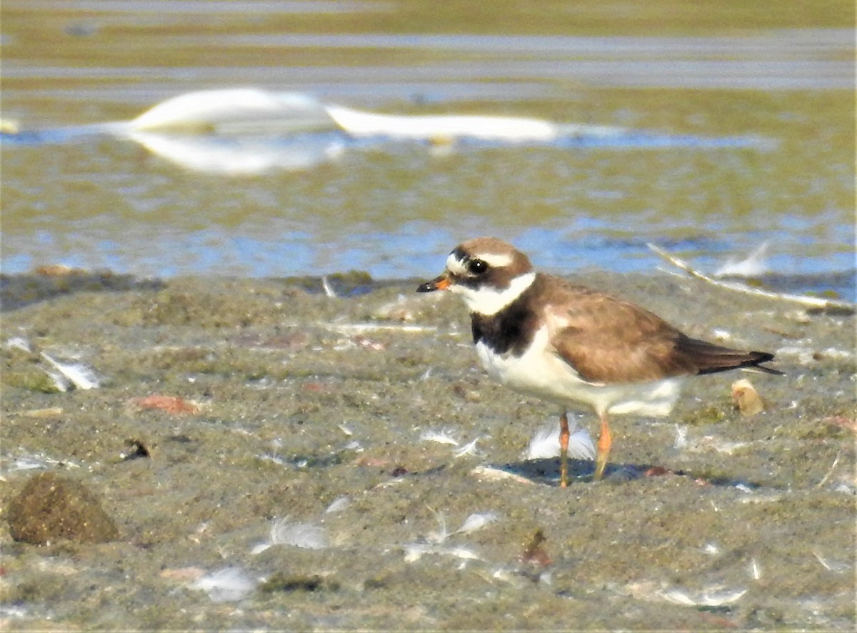 Common Ringed Plover - ML365142121