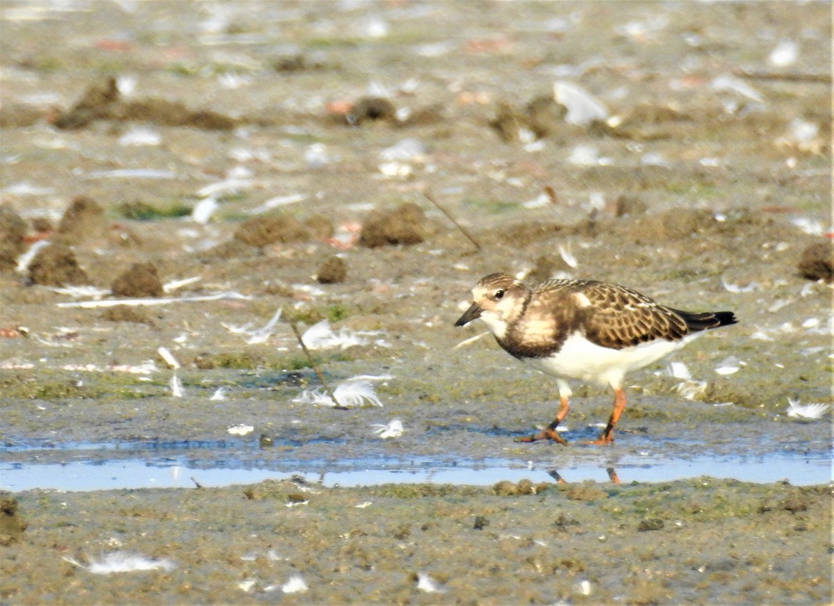 Ruddy Turnstone - ML365142131