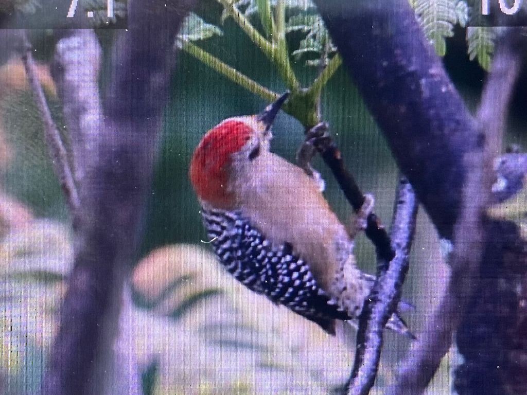 Red-crowned Woodpecker - ML365146671