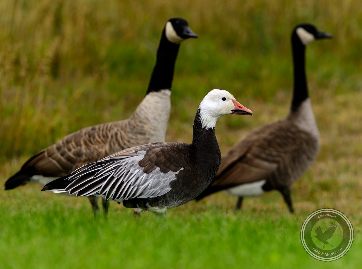 Snow Goose - Fred Jennings