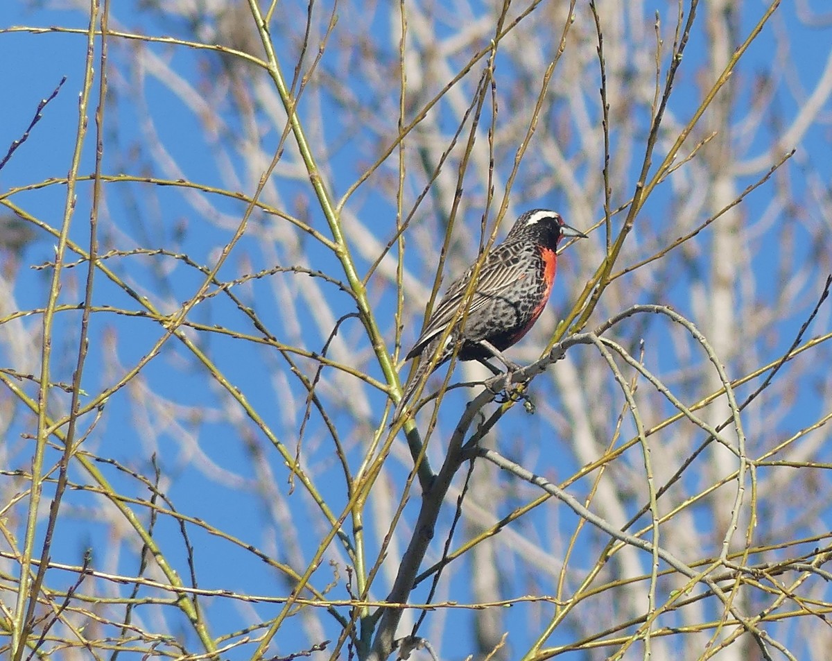 Long-tailed Meadowlark - ML365148631