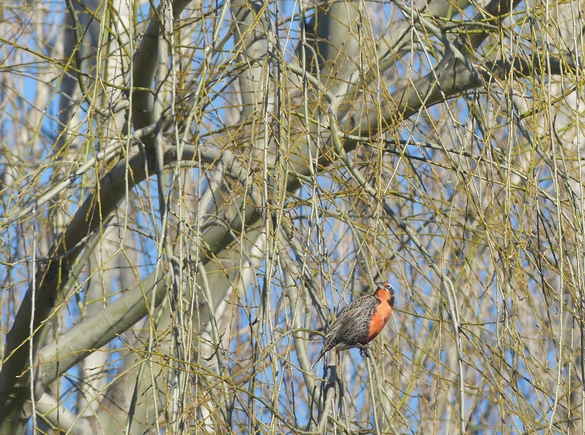 Long-tailed Meadowlark - ML365148641