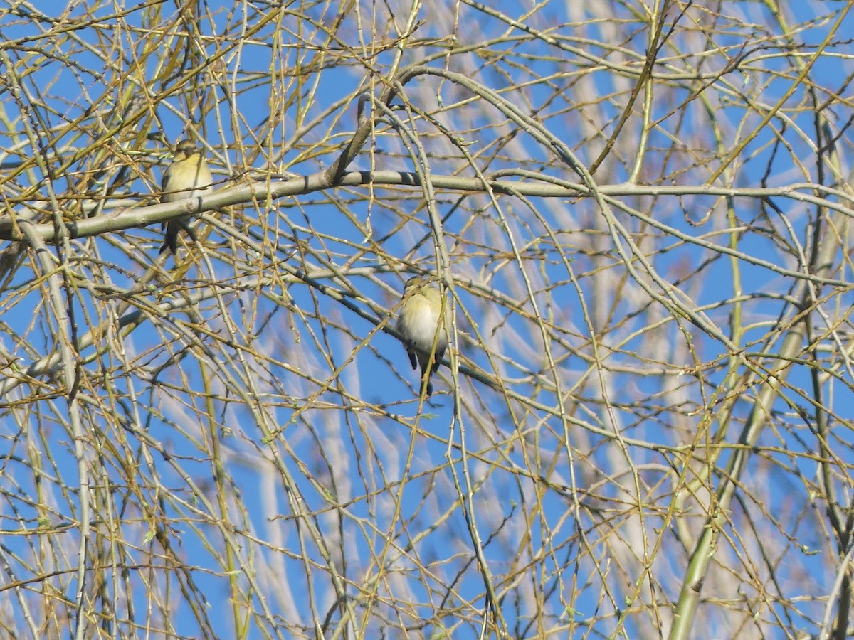 Grassland Yellow-Finch - ML365148821