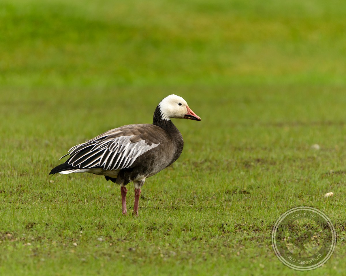 Snow Goose - ML36514941