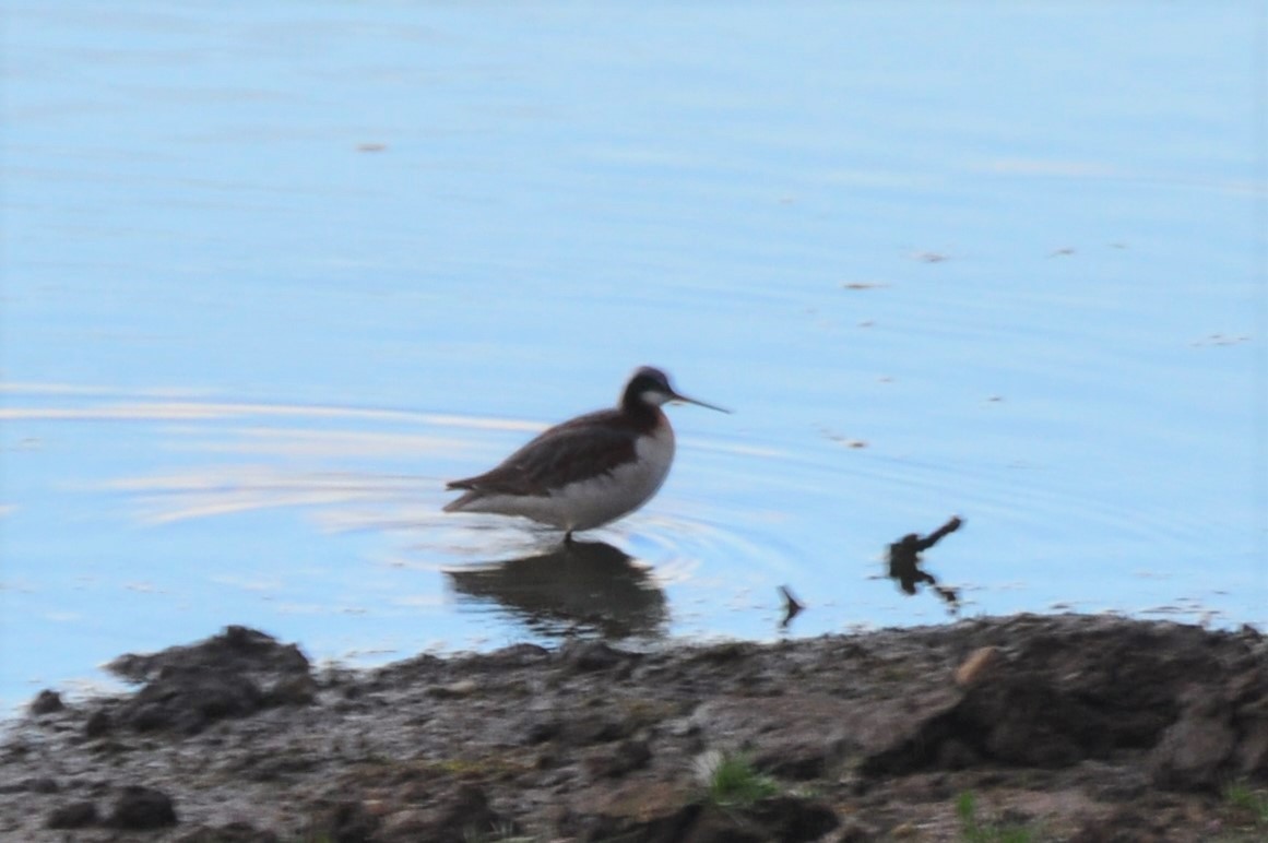 Wilson's Phalarope - ML365149421