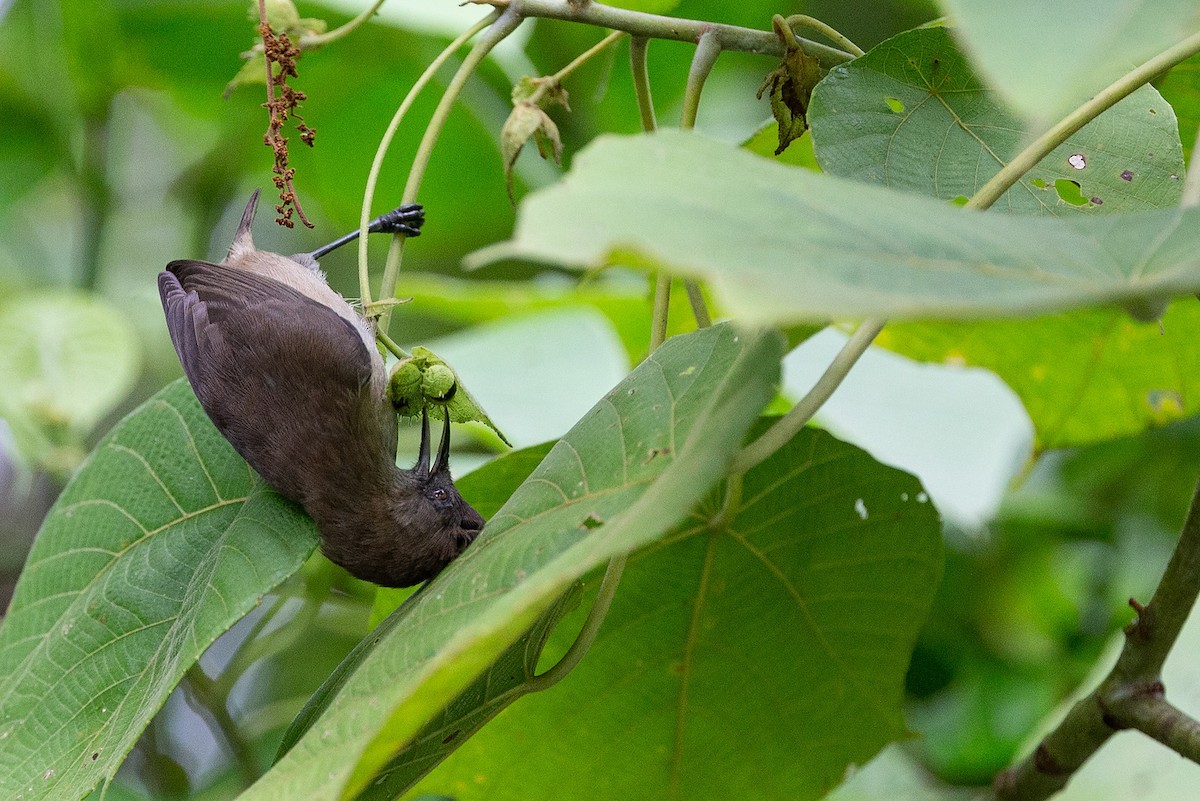 Dusky White-eye - ML365149861