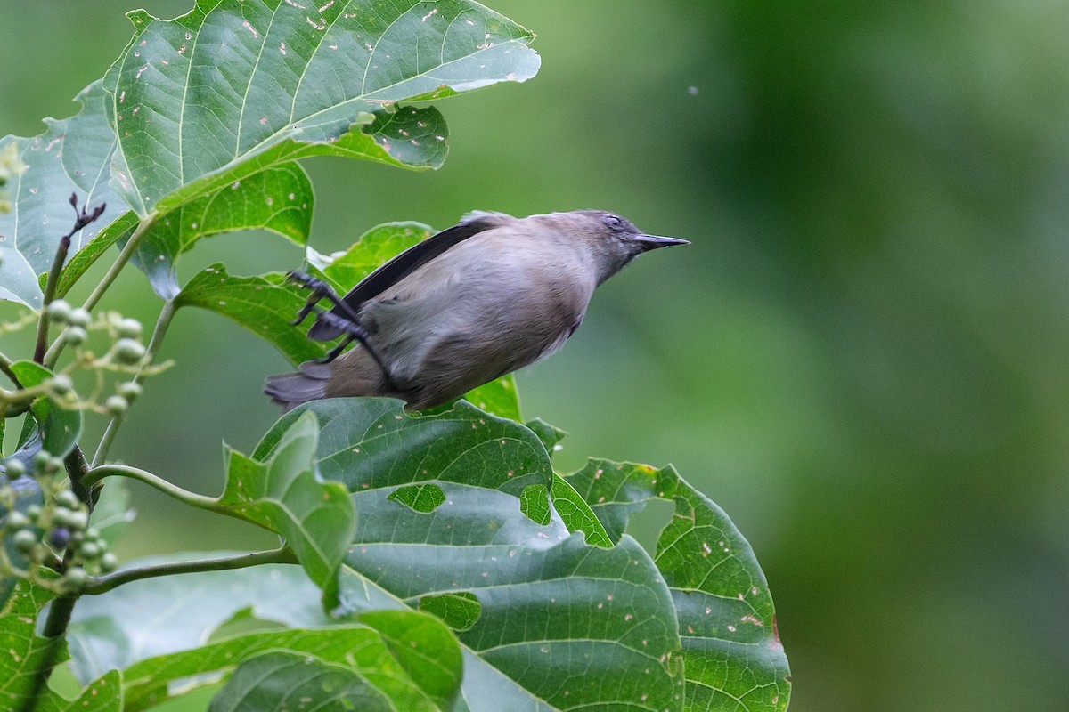 Dusky White-eye - ML365149871