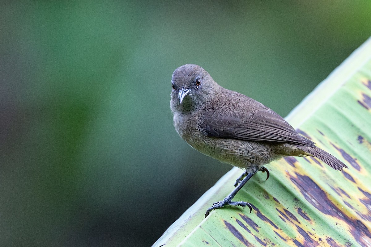 Dusky White-eye - ML365149911