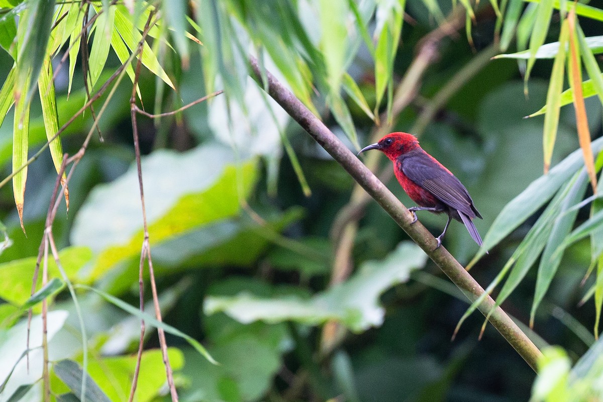 Micronesian Myzomela - ML365150001