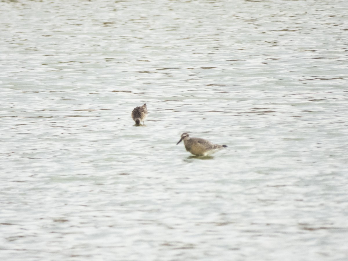 Red Knot - ML365151381