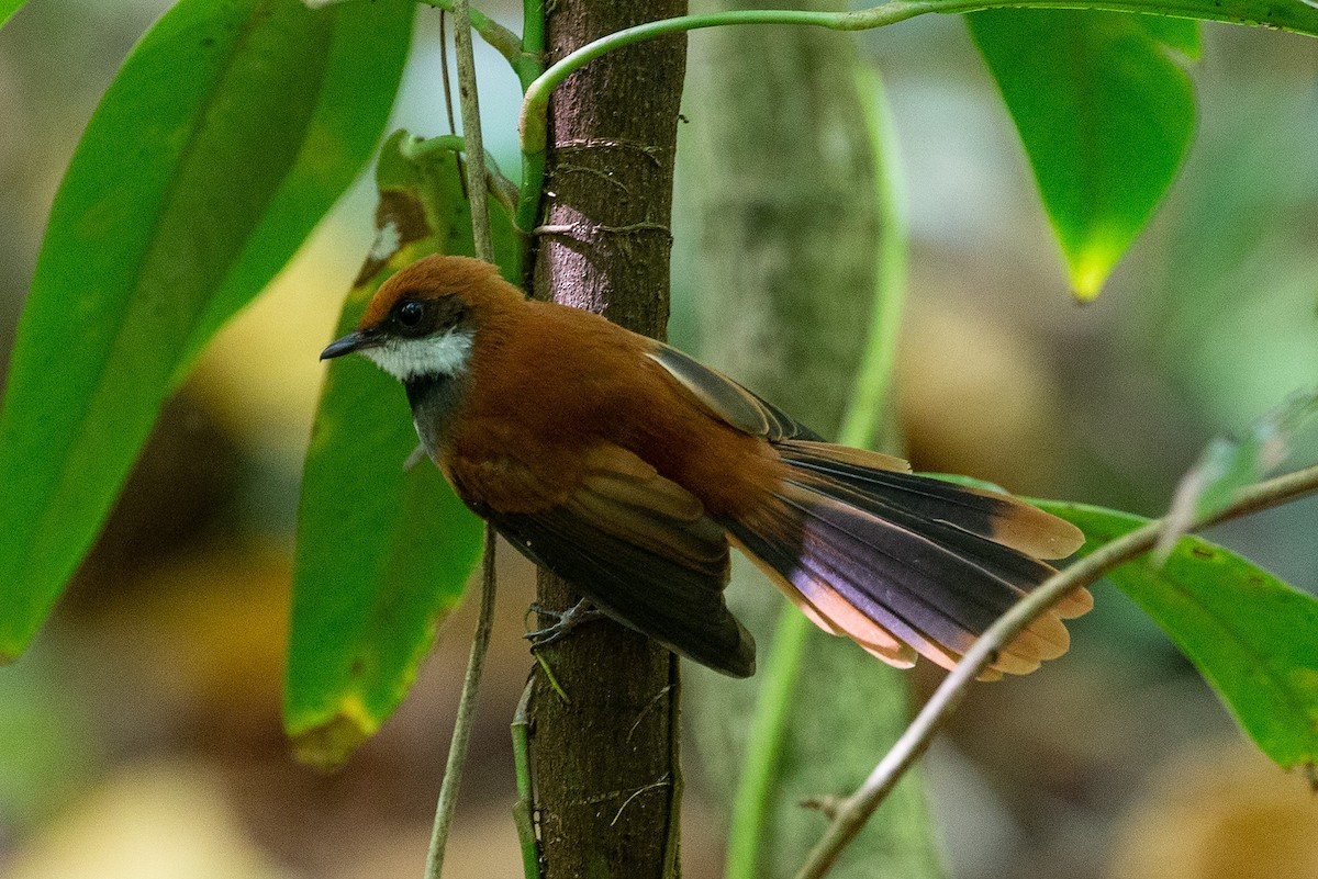 Palau Fantail - ML365152211