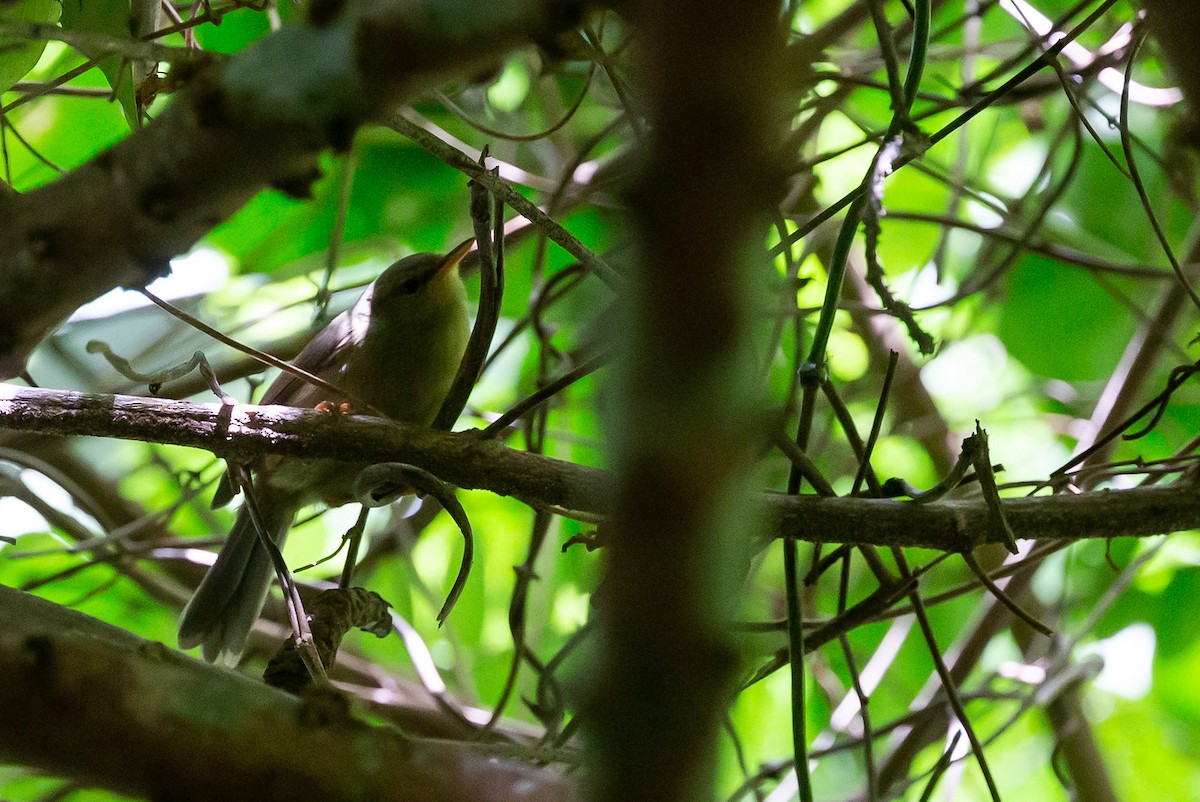 Palau Bush Warbler - ML365152861