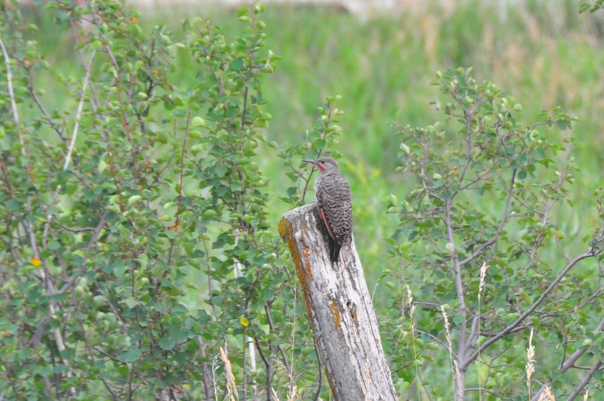 Northern Flicker (Yellow-shafted x Red-shafted) - ML365153291