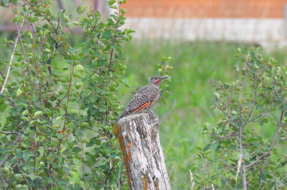 Northern Flicker (Yellow-shafted x Red-shafted) - ML365153301