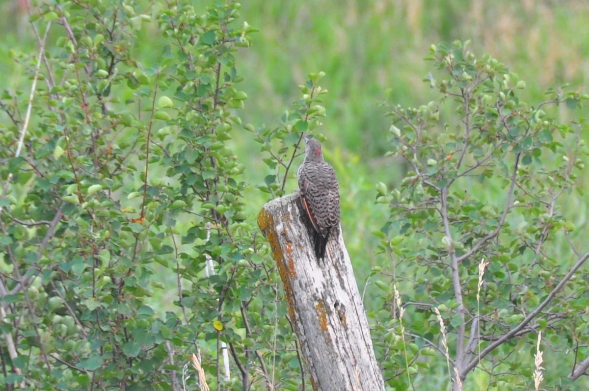 Northern Flicker (Yellow-shafted x Red-shafted) - ML365153311