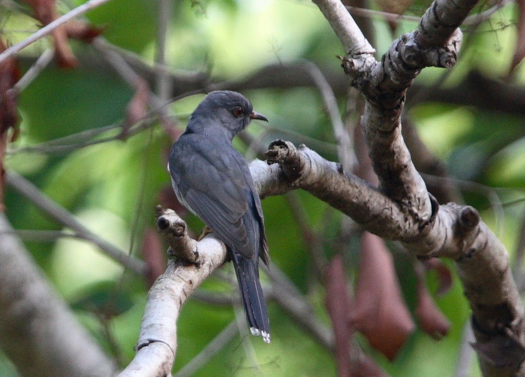 Gray-bellied Cuckoo - ML365154951