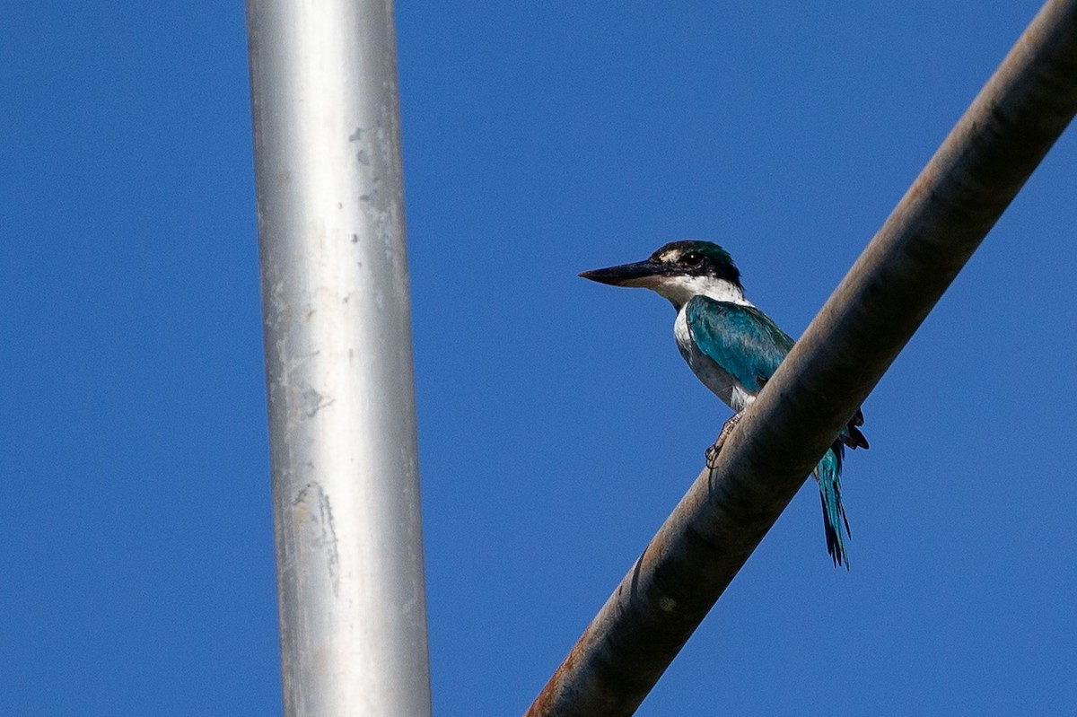 Collared Kingfisher - ML365156051