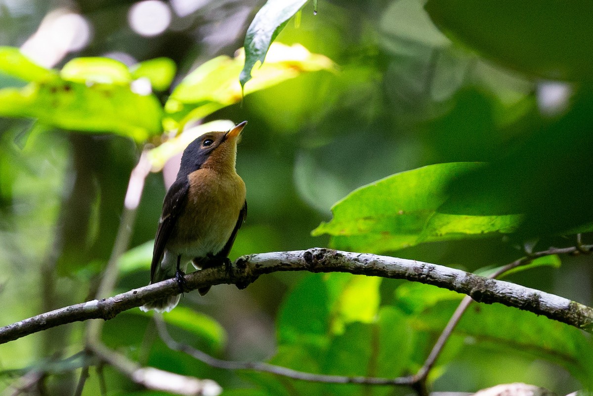 Palau Flycatcher - ML365156541