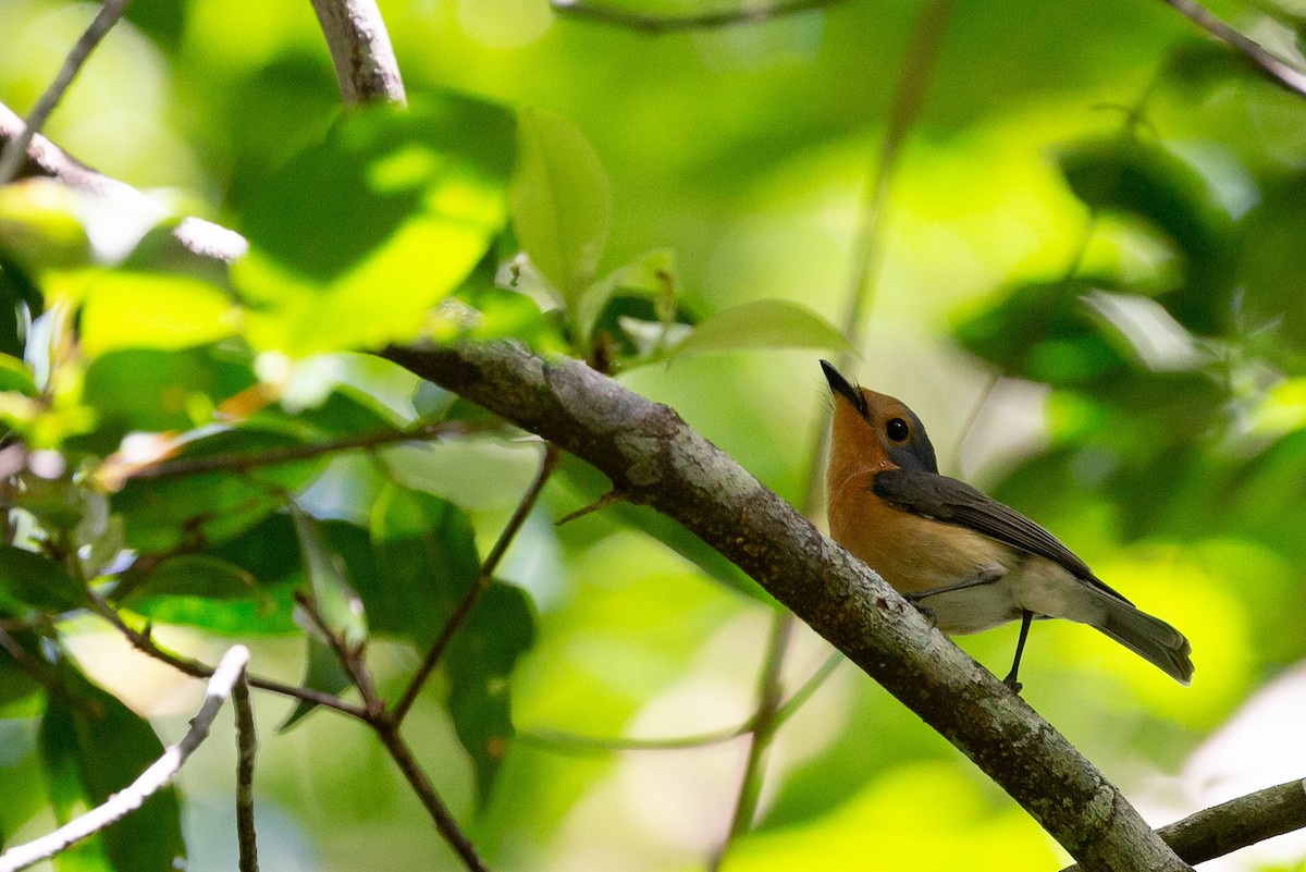 Palau Flycatcher - ML365156551