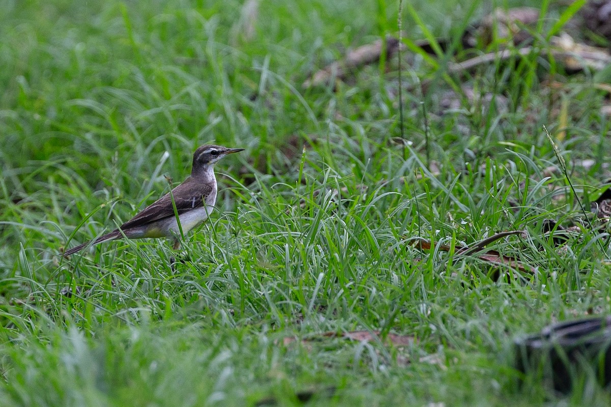 Eastern Yellow Wagtail - ML365157971